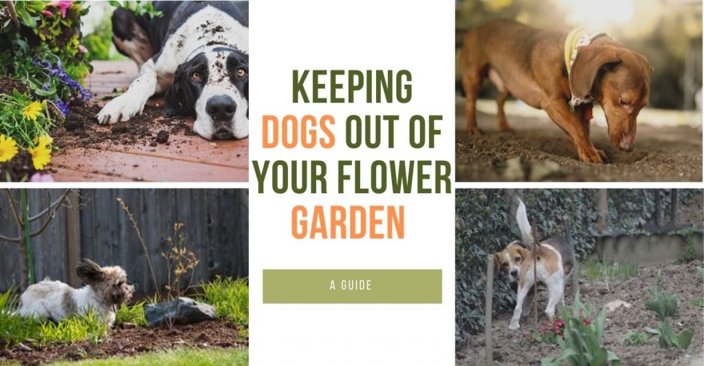 dogs in flower garden