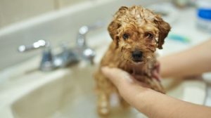 bathing a puppy