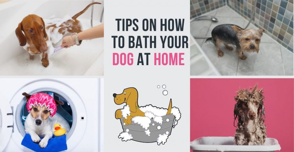 how to bath your dog at home