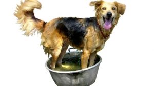 washing dog
