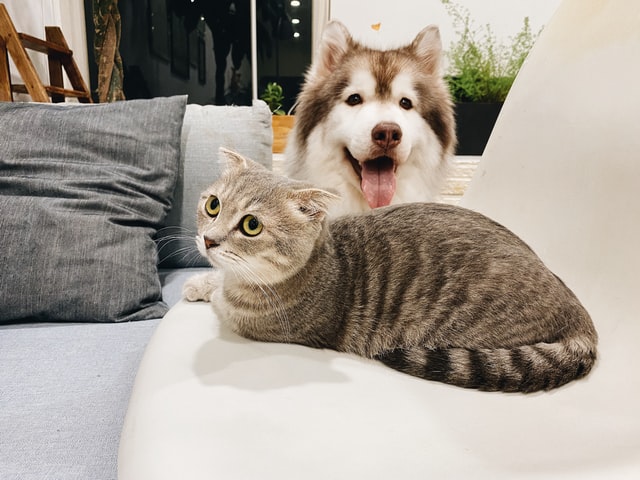 Dog and cat in a home that’s suitable for pets